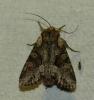 Lacanobia w-latinum
